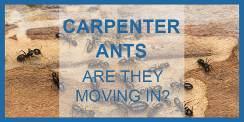 Carpenter Ants