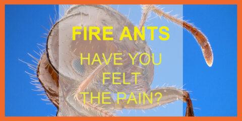 Fire Ant Pain