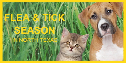 Flea and tick season