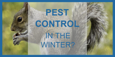 Winter pest control