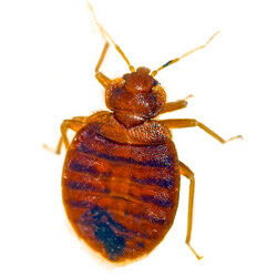 Close up of a Bed bug