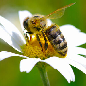 Honey bee on a daisy