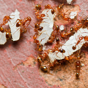 A group of Southern Fire Ants