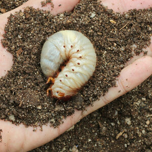 Handful of dirt with a large Grub worm