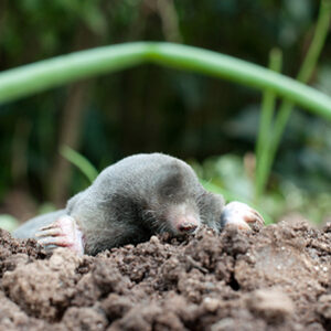 Mole digging up out of the ground