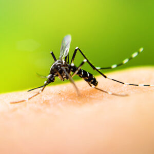 mosquito on a person's hand