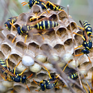 Nest of Paper Wasps in a tree
