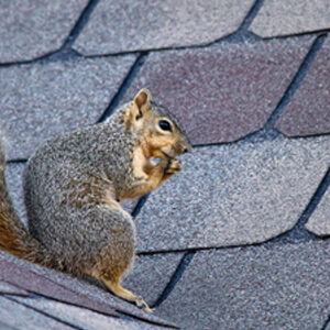 Squirrel sitting on a roof