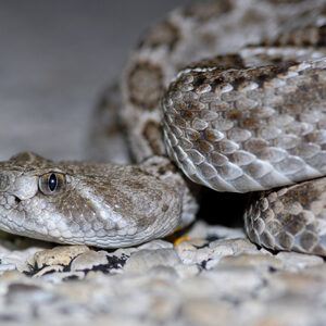 Texas Diamondback Rattlesnake
