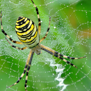 Argiope in her web aka Yellow Garden Spider