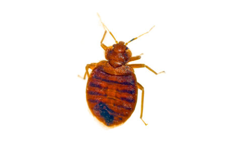 bed bug