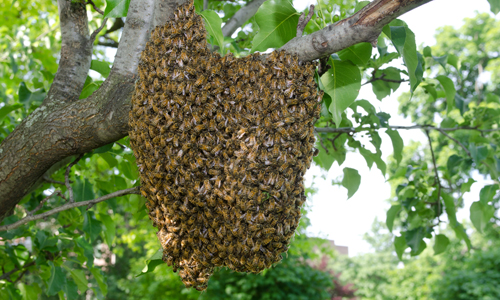 Bee swarm in a tree