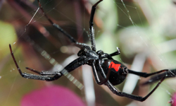Black Widow Spider on web with iconic red hour glass 