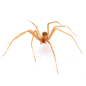 Brown Recluse with fiddle type marking on it's back close to its head