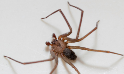 Brown Recluse Spider