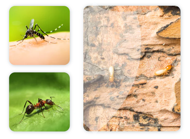 Collage of pests, carpenter ants, mosquitos, and termites