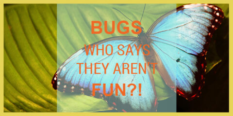 bugs are fun