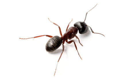 Close up of a Carpenter Ant