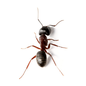 Carpenter Ant