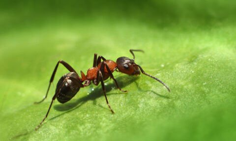 carpenter ant1