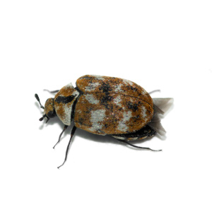 Carpet Beetle