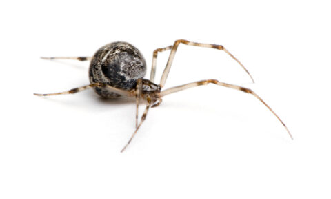 Close up of a common house spider