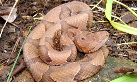 Copperhead Snake