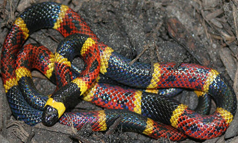 Coral Snake (Image courtesy of the Houston Zoo)