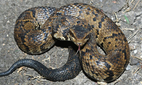 Cottonmouth aka Water Moccasin (Image courtesy of the Houston Zoo)