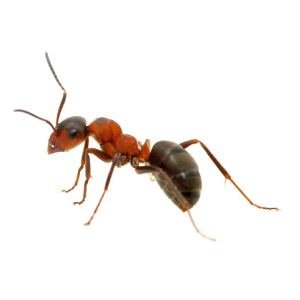 Fire Ant