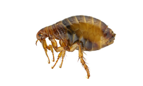 flea