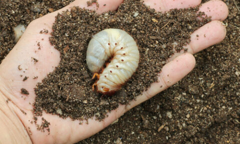 grub worm