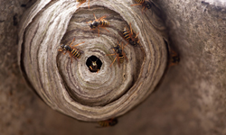 Hornet nest