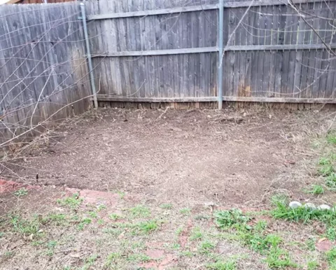 lumber and junk removed from yard