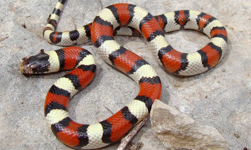 Black white and red Milk Snake