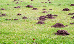 Mole yard damage
