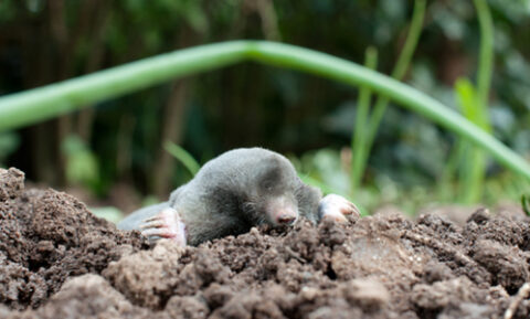 mole digging