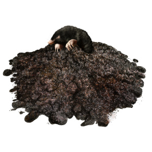 Mole emerging from his dirt mound