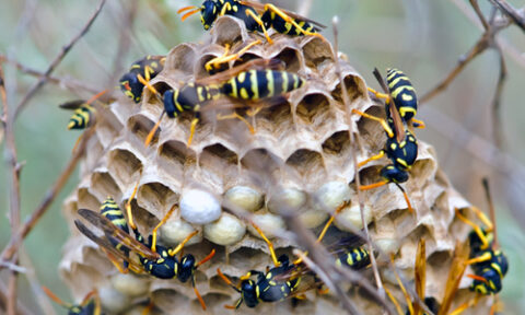 paper wasps