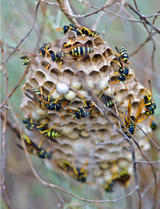 Nest of Paper Wasps in a tree