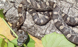 Rat Snake(Image courtesy of UTA. Photo by Michael Smith)