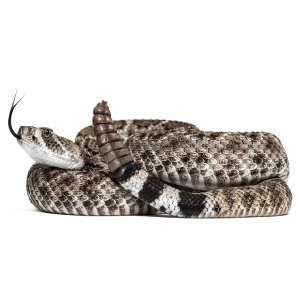Diamond Back Rattle Snake
