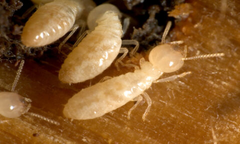 termites