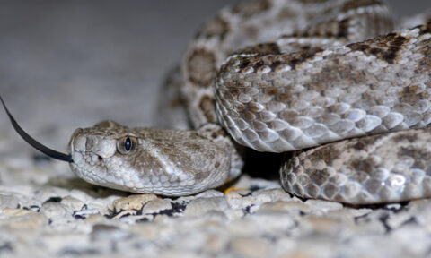 Texas Diamondback Rattlesnake