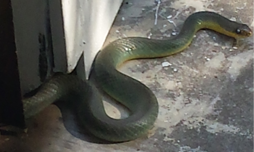 Texas Green Water Snake on a back porch