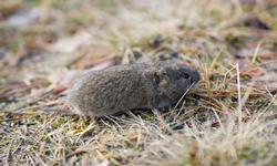 Looks like a mouse but it's a Vole.