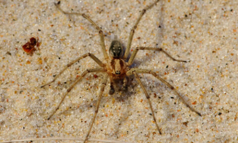 Wolf Spider close up
