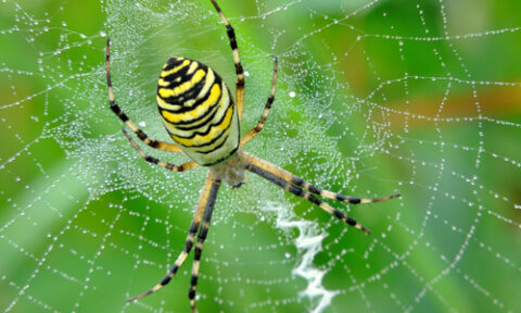 yellow garden spider